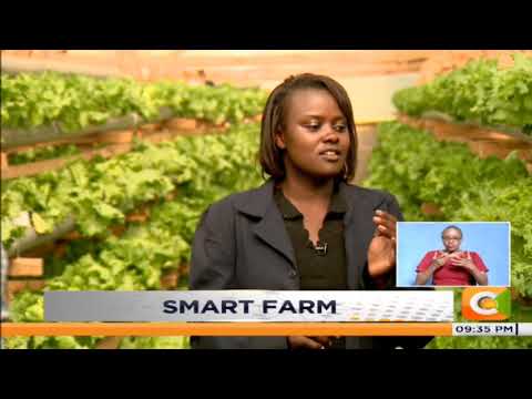 SMART FARM | Hydroponics Farming