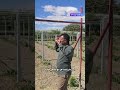 سیستم نایفن بهتر یا سیستم وای برای باغ انگور