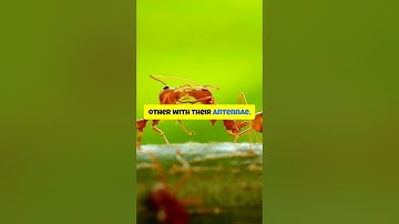 The Secret Language of Ants: How They Share Everything! #facts