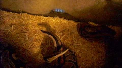 Ball Pythons Lock-Ups (AGAIN)