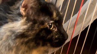 Cute Tortie Cat Visits the Harp Studio