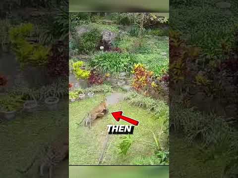 Леопард нападает на собаку