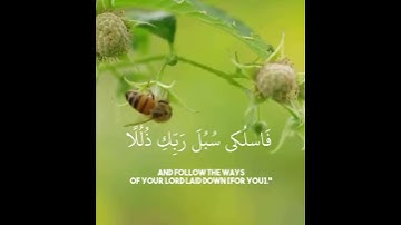 وَأَوحى رَبُّكَ إِلَى النَّحلِ أَنِ اتَّخِذي مِنَ الجِبالِ بُيوتًا~تلاوة بديعة للشيخ ياسر الدوسري