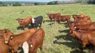 Cattle Range Listing # 605C236