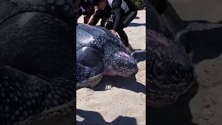 Wah Penyu Belimbing Terbesar didunia ... #shorts #viral #shortsfeed