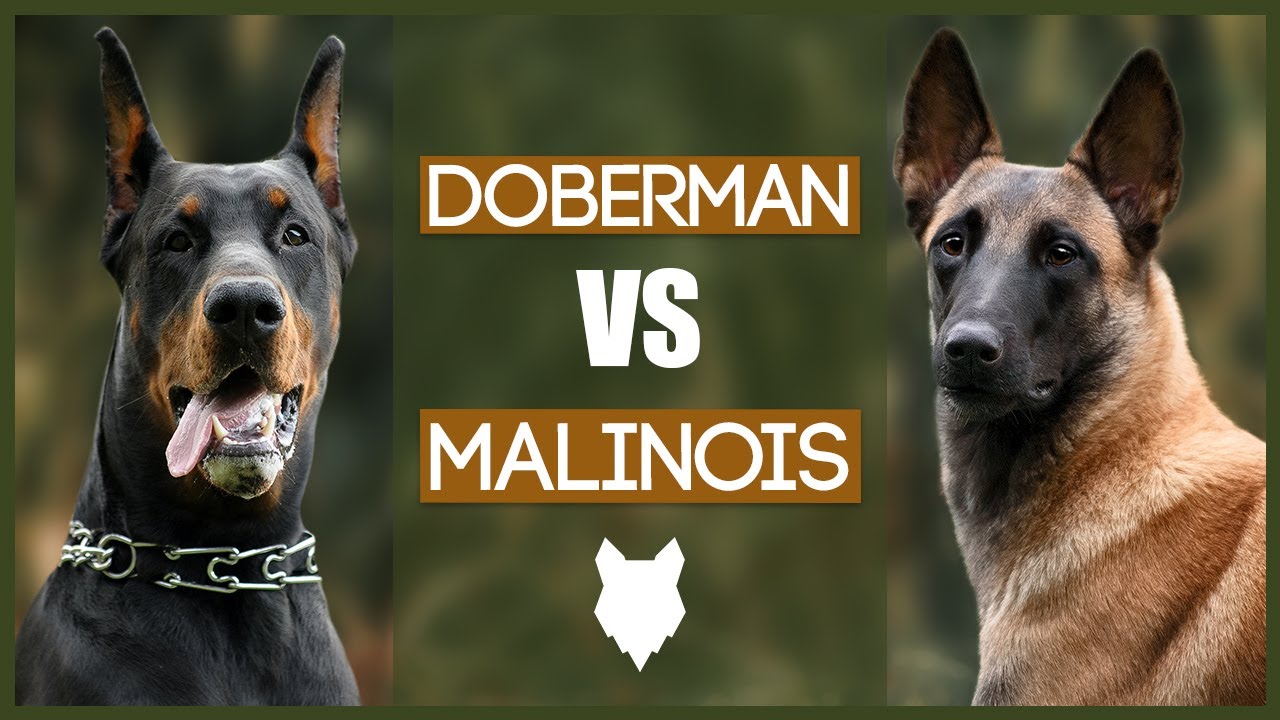 DOBERMAN VS MALINOIS - YouTube
