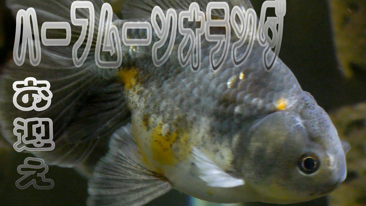インドネシア金魚 ハーフムーンオランダお迎え Youtube