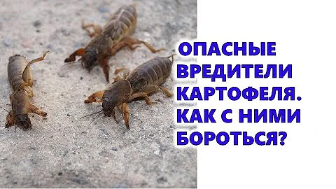 Опасные вредители картофеля. Как с ними бороться?