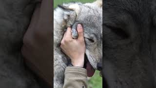 Kurt Böyle Sevilir Resimi