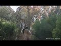 #DCPandas: Qing Bao Climbs a Tree