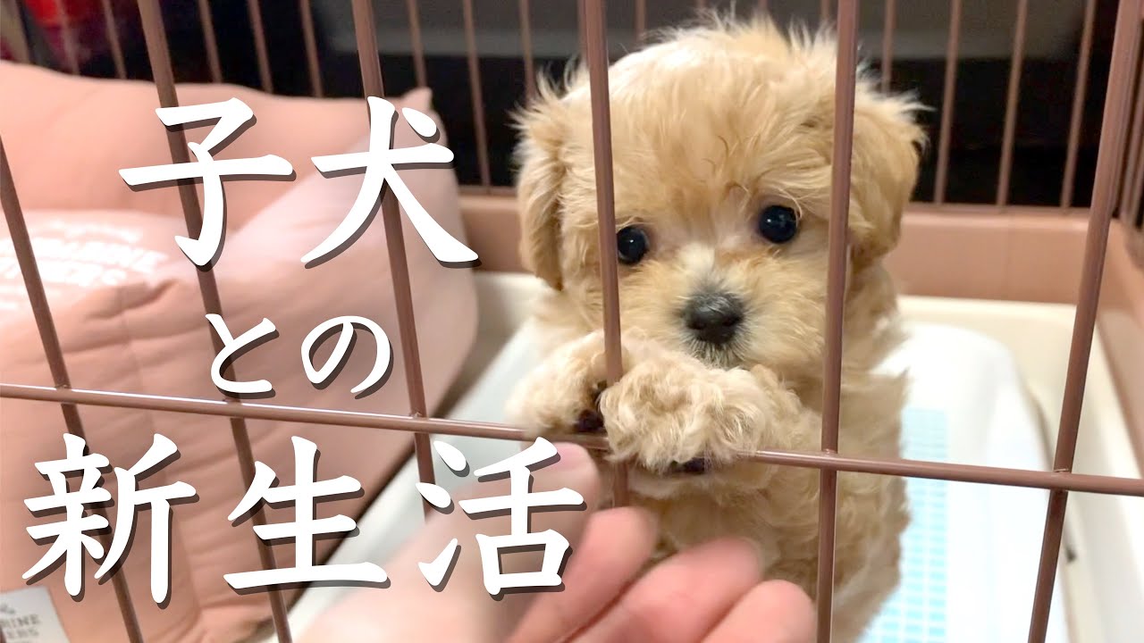 新生活】激可愛い子犬との共同生活が始まりました！【マルプー