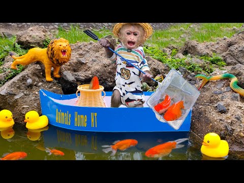 Ken Monkey going on a yacht to catch goldfish is so cute