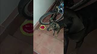Download Lagu Hipo ready for lunch #dog MP3 Download Lagu Hipo ready for lunch #dog MP3