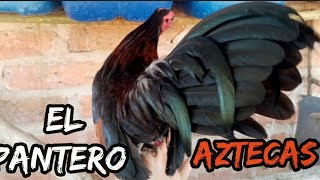 gallos, kikirikis, Aztecas, de jalisco criadero el pantero