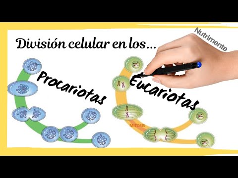 Video: ¿Qué proceso de división celular en eucariotas es más similar a la división celular en procariotas?