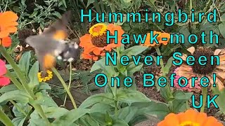 Hummingbird Hawk-moth UK - Amazing!  I Had Never Seen One Before. by Russell Platten 1,605 views 1 year ago 1 minute, 15 seconds