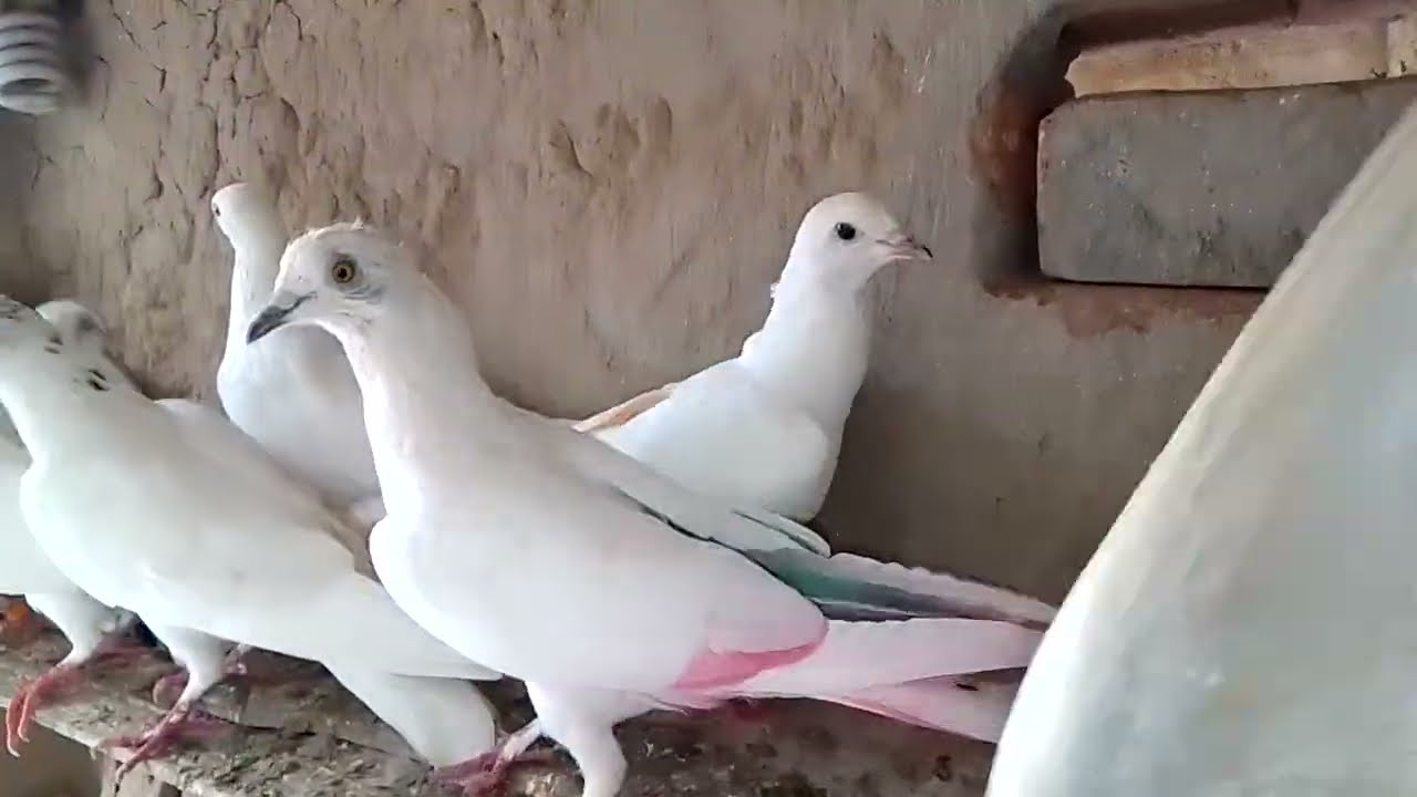 20کبوتر پٹی والے600روپے پر فائنل جس بھائی کی ریٹ سمجھ میں ائے رابطہ کرے لوکیشن فیصل آباد 03151145113