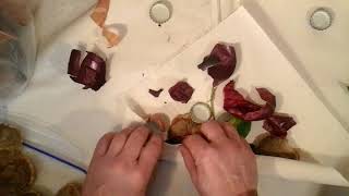 Eco and rust dye tutorial allowing nature to work its magic