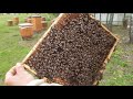 Двохматочні бджолині сім'ї /115/. Ройовий стан. (05.05.2020 р.)