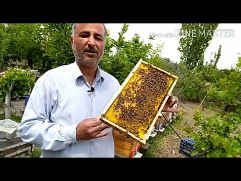 Как удалить пчелу (Я учусь пчеловодству 1)