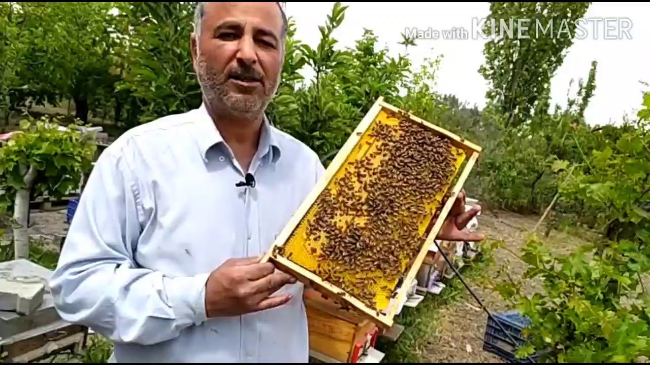 Как удалить пчелу (Я учусь пчеловодству 1)