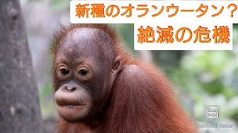 新種 Youtube