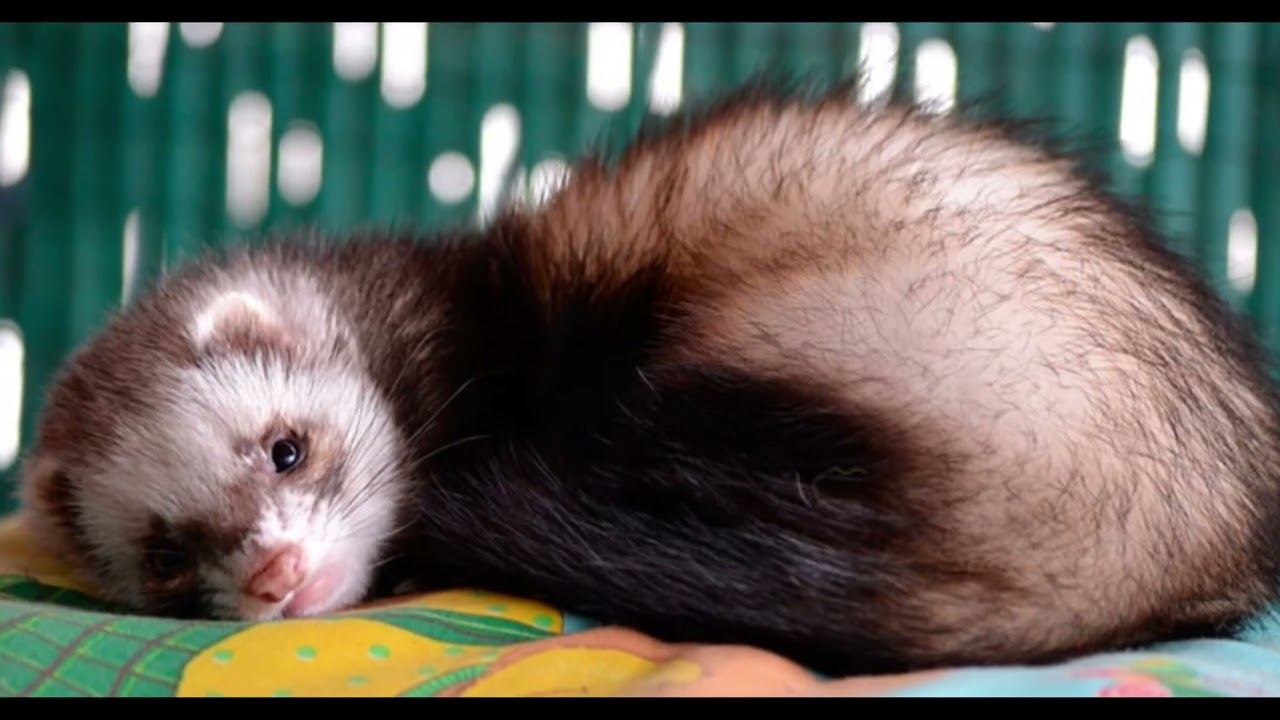 HURONES, Documental de los hurones, hurones Curiosidades y Guía Completa