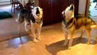 Singing Huskies