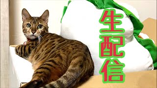 【ランチ生配信12/1】今日から12月！猫でも見て一息つきませんか？生配信