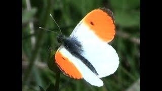 Download Lagu L' Aurore (Anthocharis cardamines L.) MP3 Download Lagu L' Aurore (Anthocharis cardamines L.) MP3