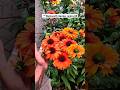 Echinacea plants 🤩 best perineal plants for your garden.#trendingshorts #gardenflowers #tamilgarden
