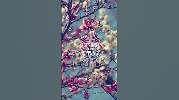 #adobeillustrator Sunburst Lines Effect