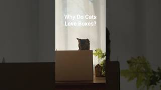 Famous Why Do Cats Love Boxes So Much? #cats Wealth