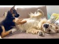 Golden Retriever and German Shepherd Puppy Play as Best Friends!