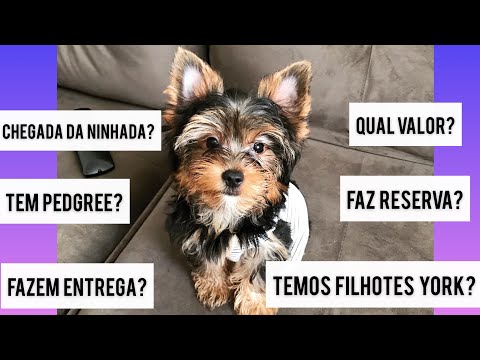 Vídeo: Como Comprar Um Yorkshire Terrier