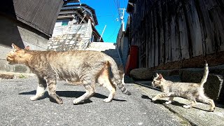 キジトラ猫の国に迷い込んで野良猫の親子に癒やされる
