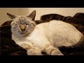 寝ている猫にこっそり近づいてイタズラしてみたら…