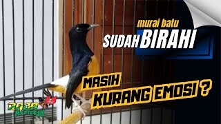 Murai Batu PASANG BADAN saja❓Ini SOLUSINYA ‼