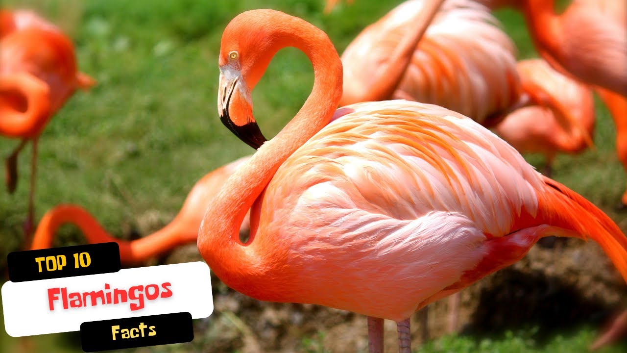 Top 10 Fascinating Facts About Flamingos!