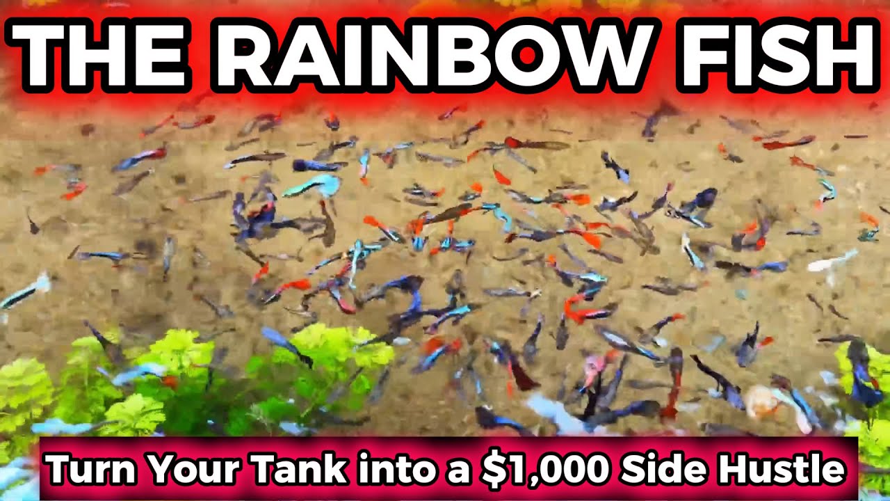 Turn Your Living Room Tank into a $1,000/Month Side Hustle