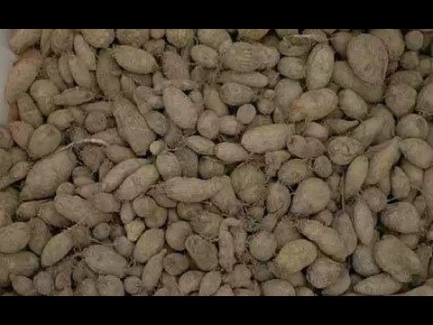 Image Result For Manfaat Kentang Jawa Image Result For Manfaat Kentang Jawa
