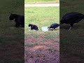 Vultures Are Very Sneaky