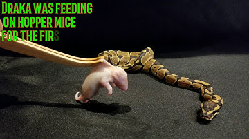 Ball Python eating Bigger Rat!!!