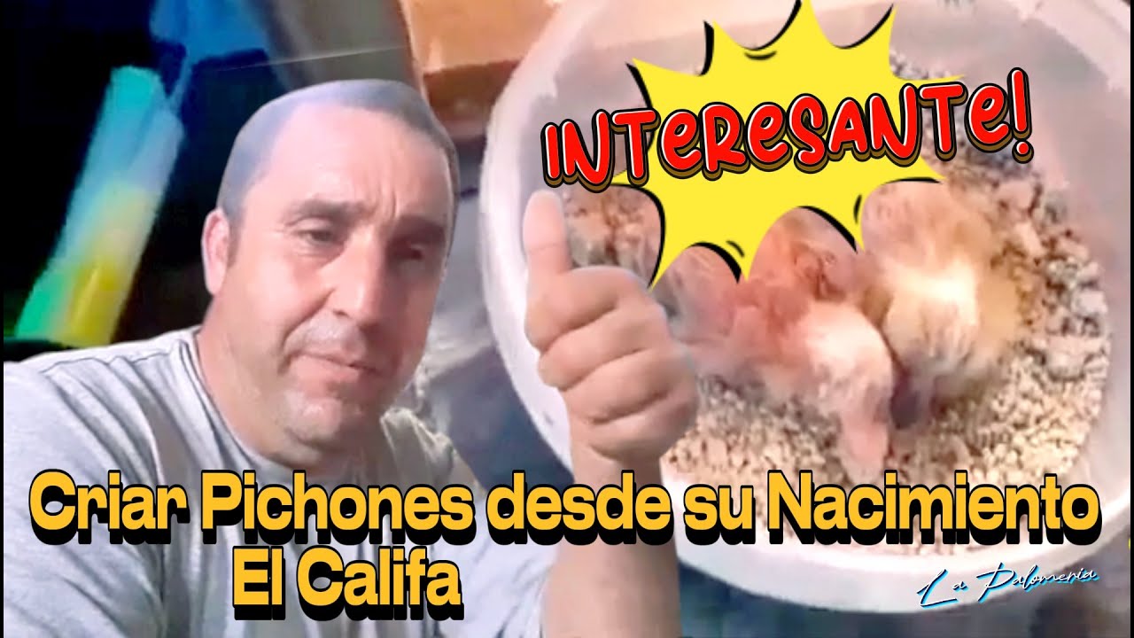 Como Criar Pichones desde su Nacimiento
