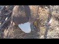 Southwest Florida Eagle Cam 01.01.2024 09:41