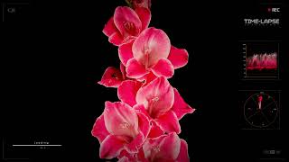 Pink Gladiolus opening | Flowers Blooming | Time lapse screenshot 5