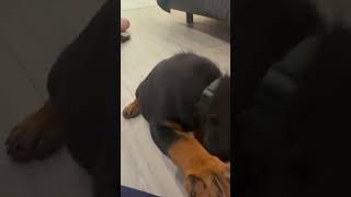 Male Rottweiler Puppy Buddha Belly Jiggle
