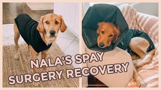 GETTING MY GOLDEN RETRIEVER FIXED// Spay Surgery Recovery