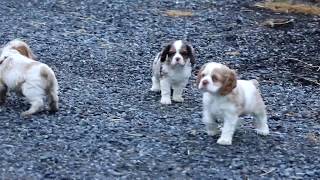 Cocker Spaniel Puppies for Sale