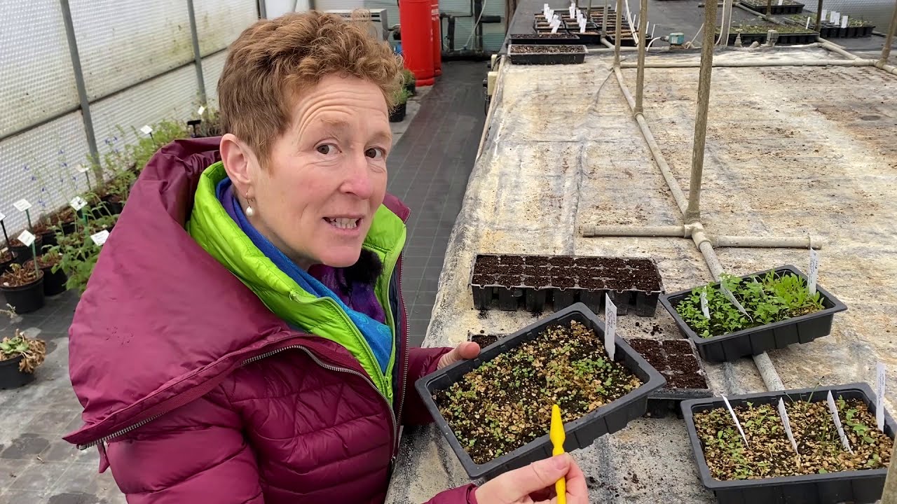 Grow Like The Pros: How & When To Prick Out Seedlings